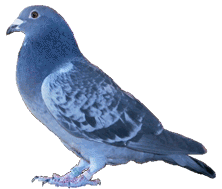 first class racing pigeon