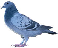 another super racing pigeon